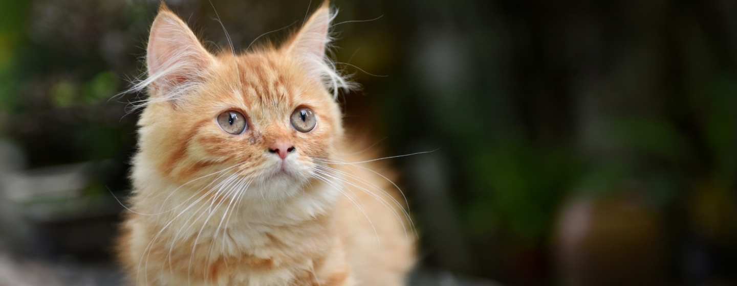 Pygmy cat hot sale